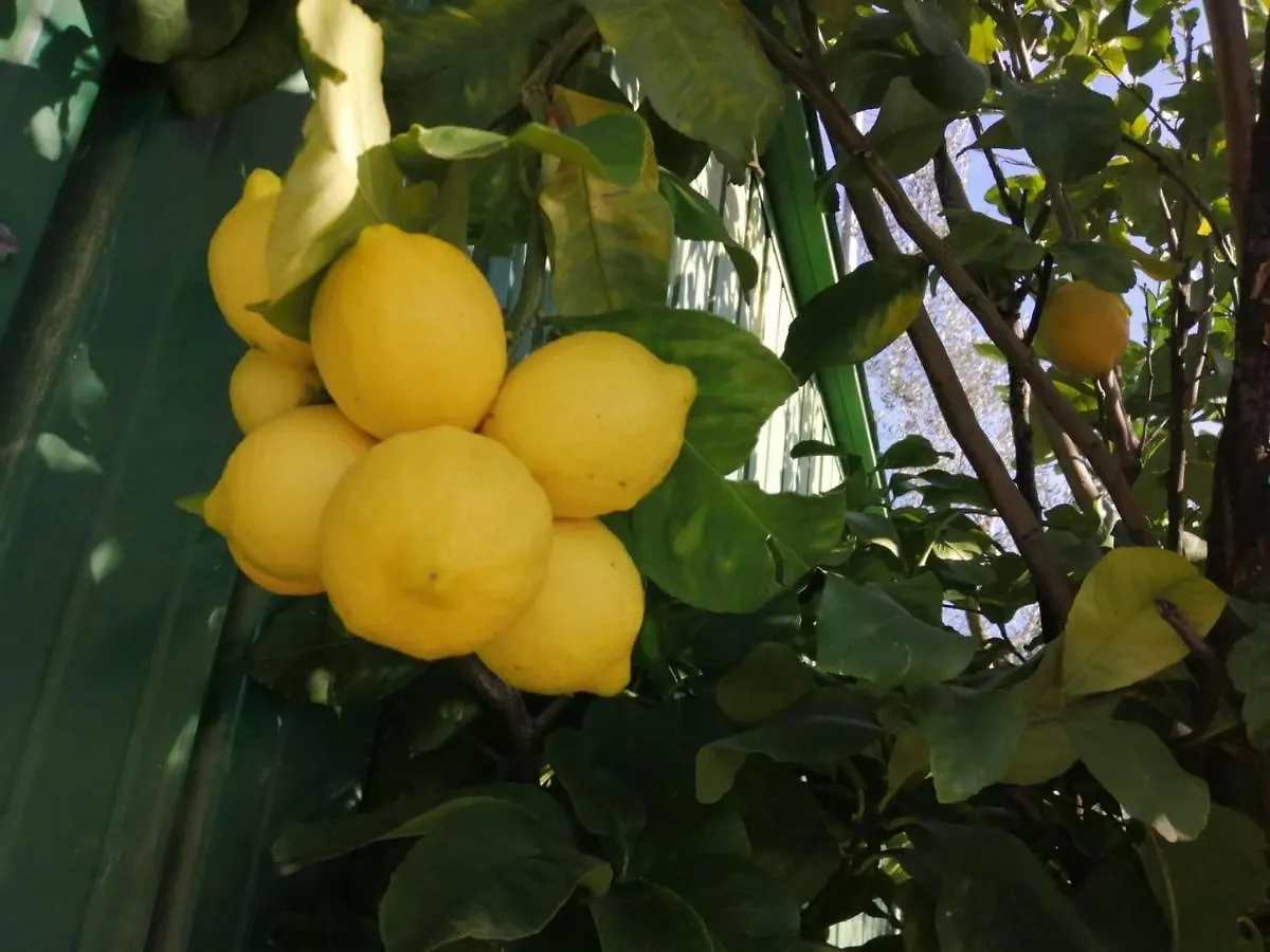 A Casa Di Olivo Βίλα Castelnuovo Magra