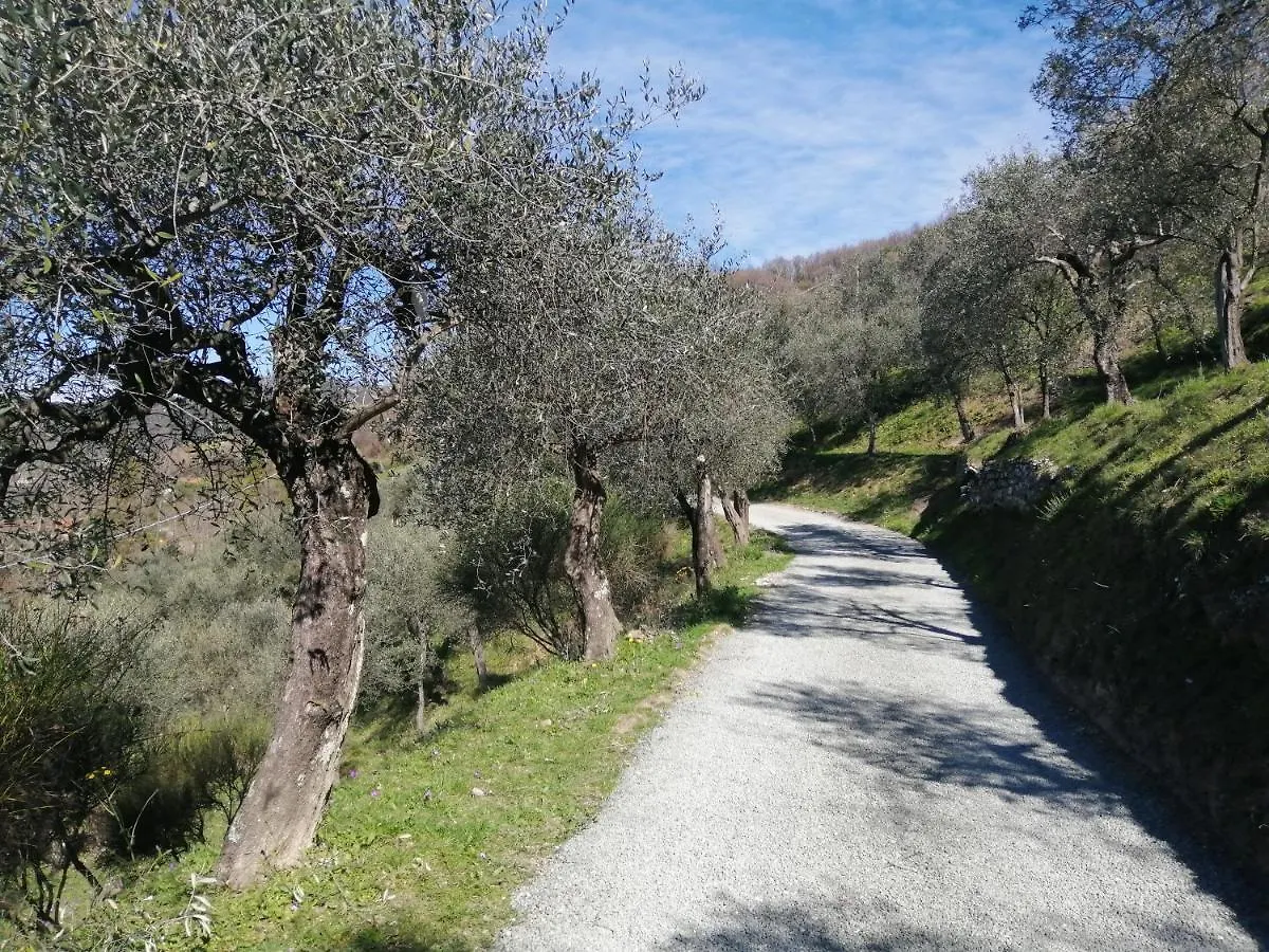 A Casa Di Olivo Villa Castelnuovo Magra Italy