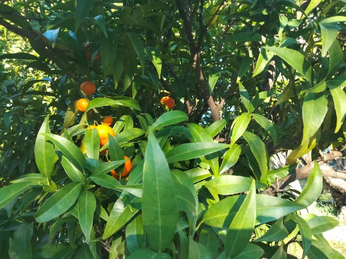 A Casa Di Olivo Βίλα Castelnuovo Magra