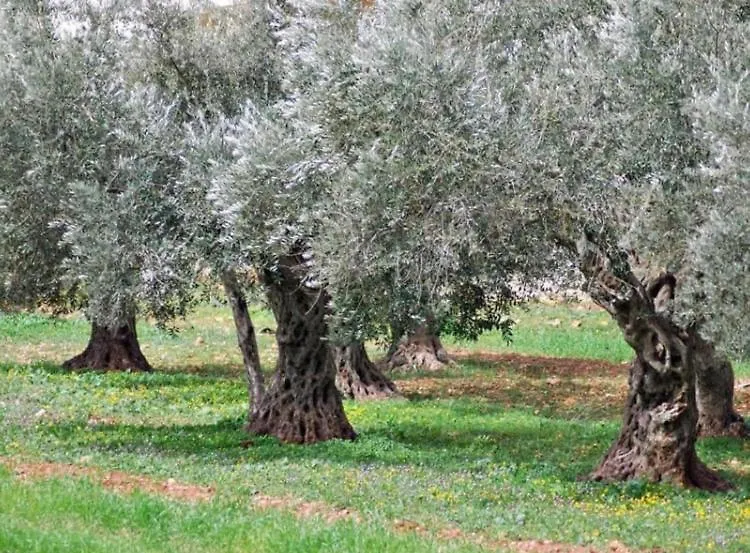 A Casa Di Olivo Villa Castelnuovo Magra
